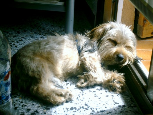 a Giorgi le encanta estar tirado en el solecito que hay en la ventana del balcon...